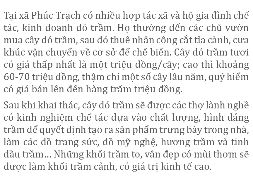 Phúc Trạch - 'thủ phủ' của cây dó trầm ảnh 7
