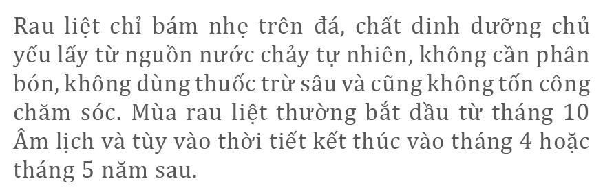 Mùa thu hoạch rau liệt bên giếng cổ ngàn năm ảnh 4