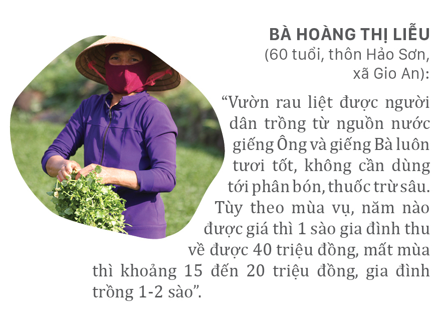 Mùa thu hoạch rau liệt bên giếng cổ ngàn năm ảnh 8