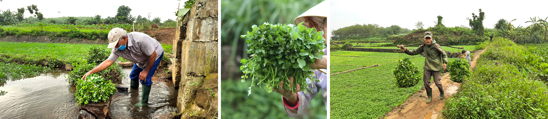 Mùa thu hoạch rau liệt bên giếng cổ ngàn năm ảnh 12