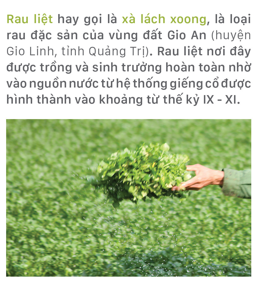 Mùa thu hoạch rau liệt bên giếng cổ ngàn năm ảnh 1
