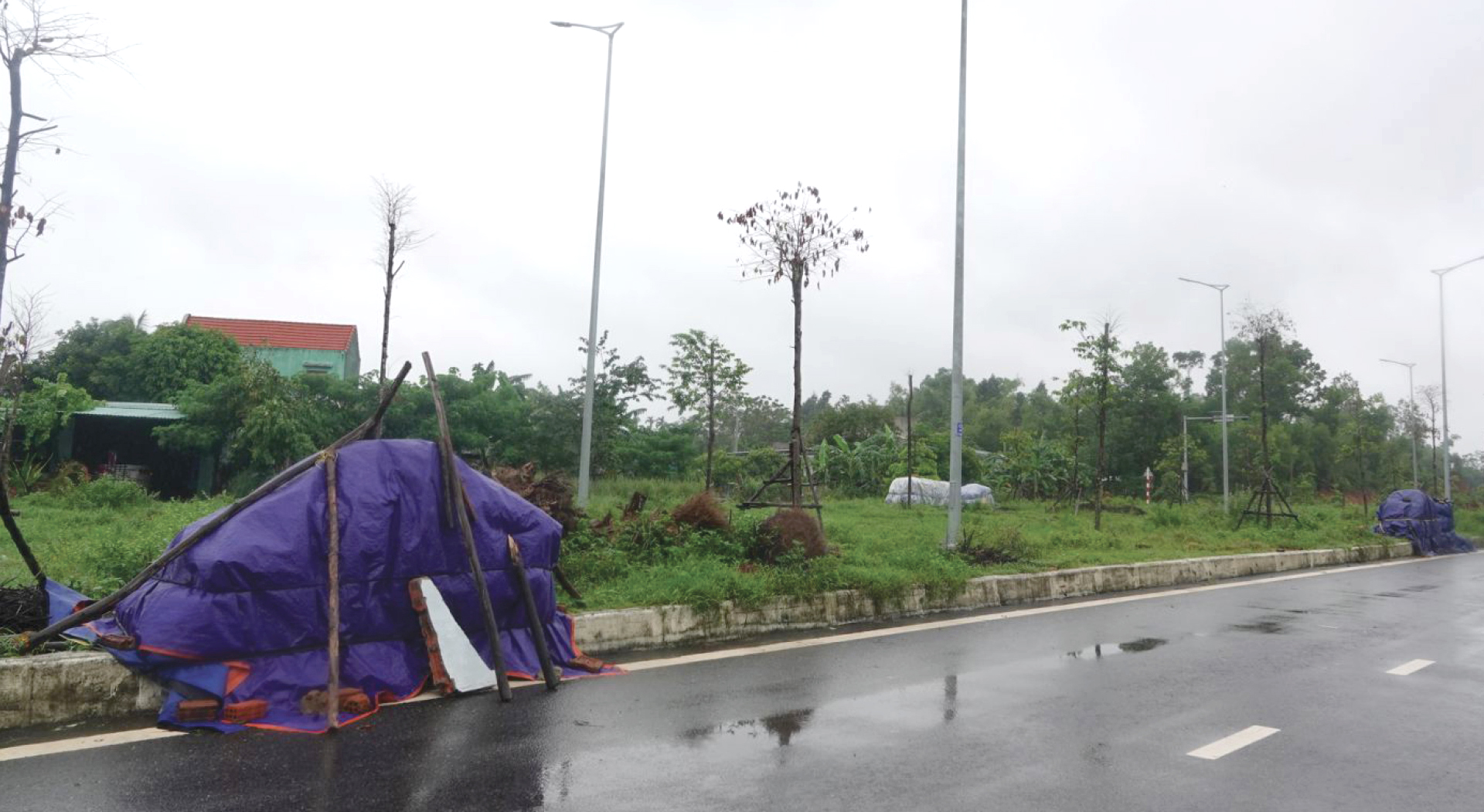 Nông dân miền Trung dầm mình cứu lúa sau mưa bão ảnh 22