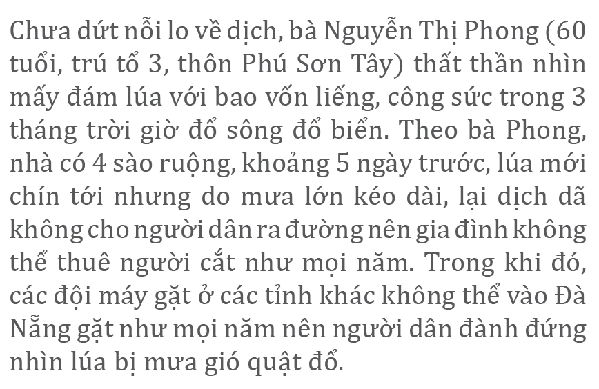 Nông dân miền Trung dầm mình cứu lúa sau mưa bão ảnh 24