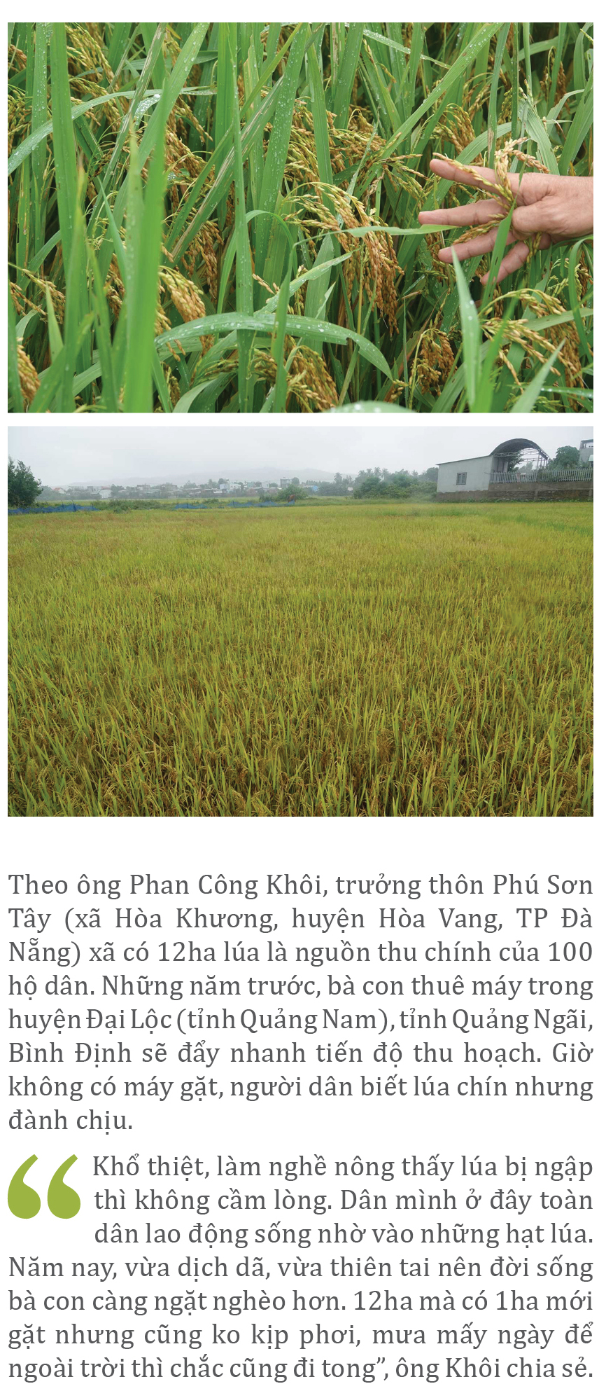 Nông dân miền Trung dầm mình cứu lúa sau mưa bão ảnh 25