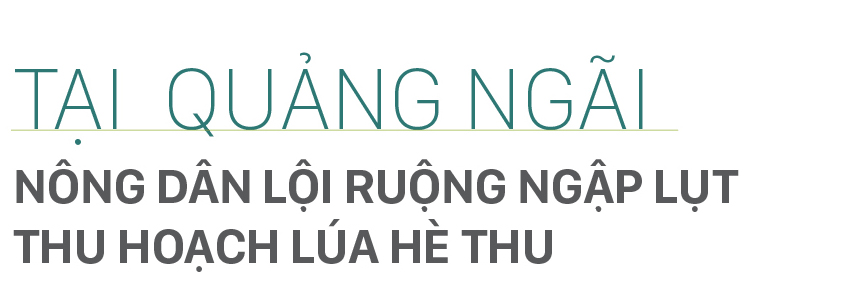 Nông dân miền Trung dầm mình cứu lúa sau mưa bão ảnh 26