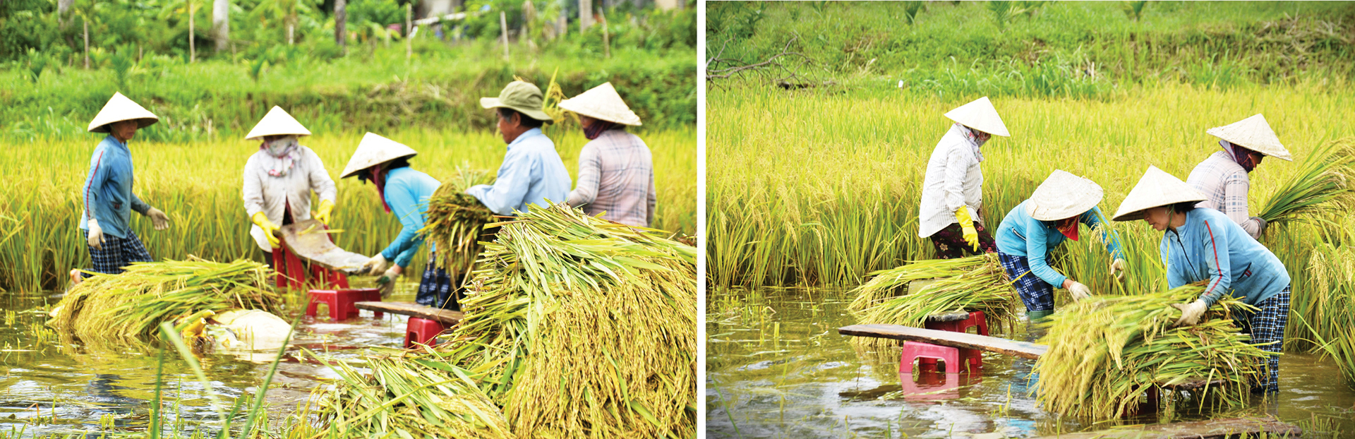 Nông dân miền Trung dầm mình cứu lúa sau mưa bão ảnh 28