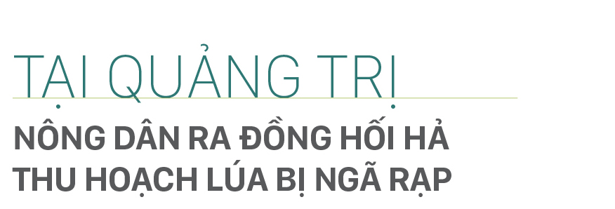 Nông dân miền Trung dầm mình cứu lúa sau mưa bão ảnh 2
