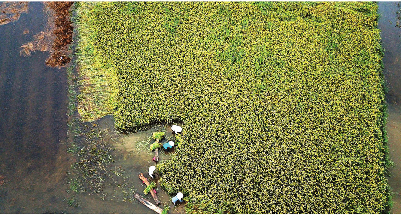 Nông dân miền Trung dầm mình cứu lúa sau mưa bão ảnh 31