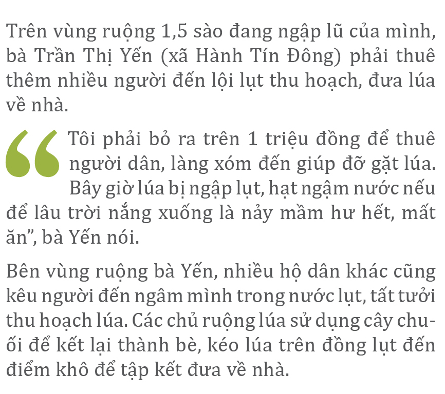 Nông dân miền Trung dầm mình cứu lúa sau mưa bão ảnh 33
