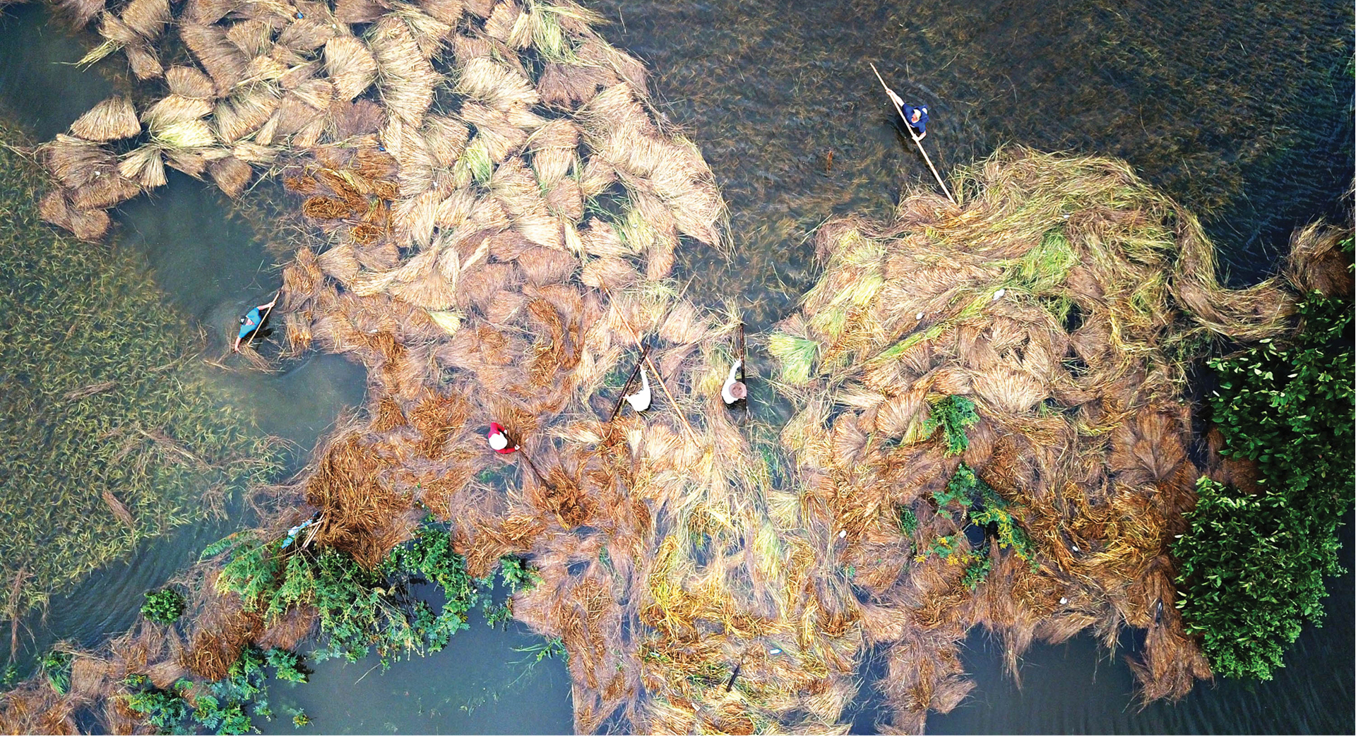 Nông dân miền Trung dầm mình cứu lúa sau mưa bão ảnh 34