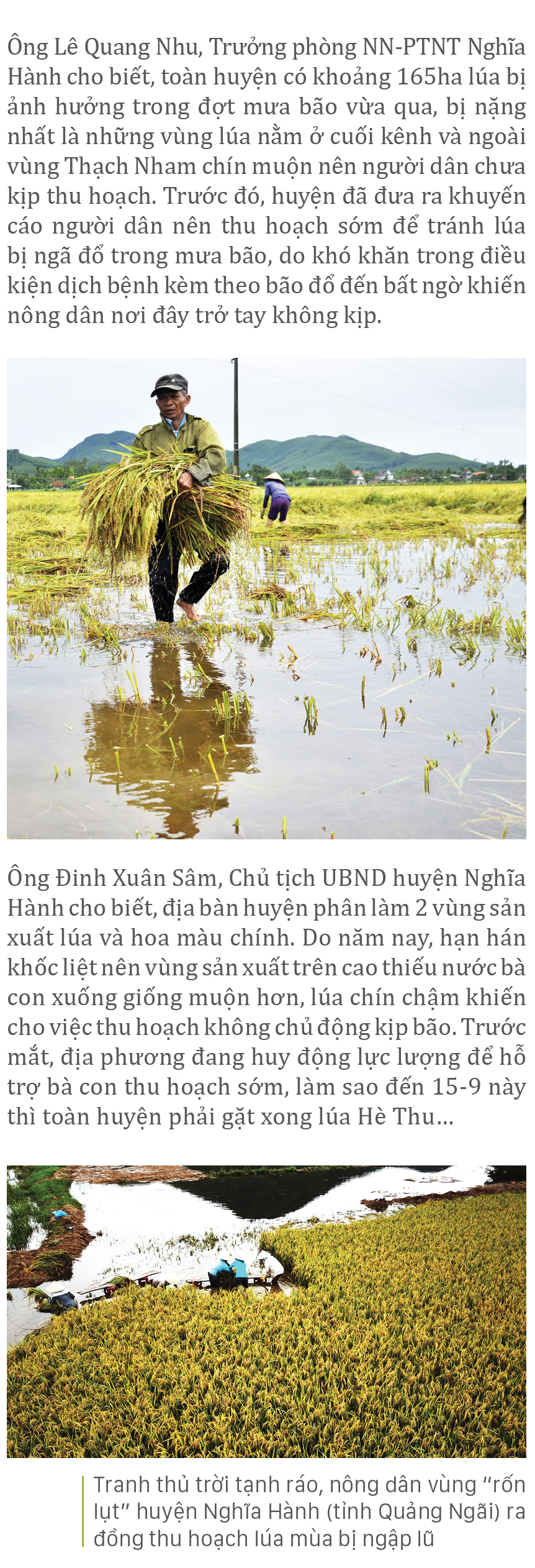 Nông dân miền Trung dầm mình cứu lúa sau mưa bão ảnh 36