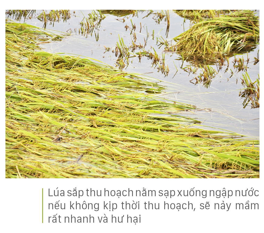 Nông dân miền Trung dầm mình cứu lúa sau mưa bão ảnh 39