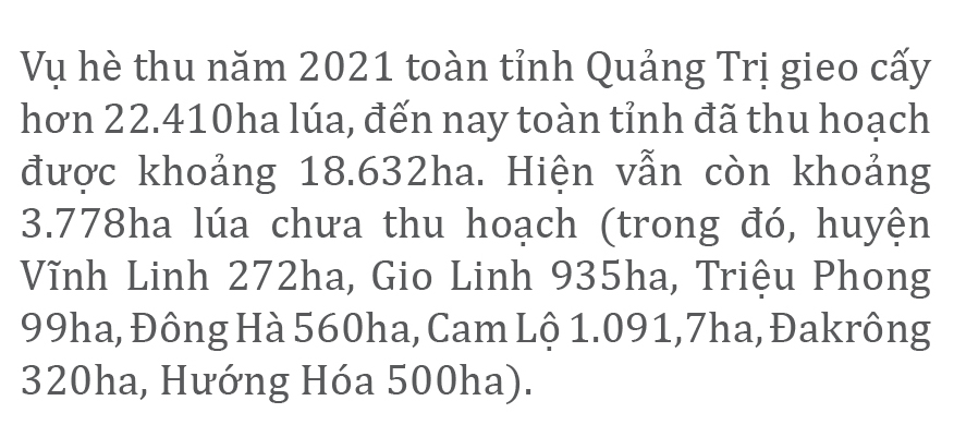 Nông dân miền Trung dầm mình cứu lúa sau mưa bão ảnh 3