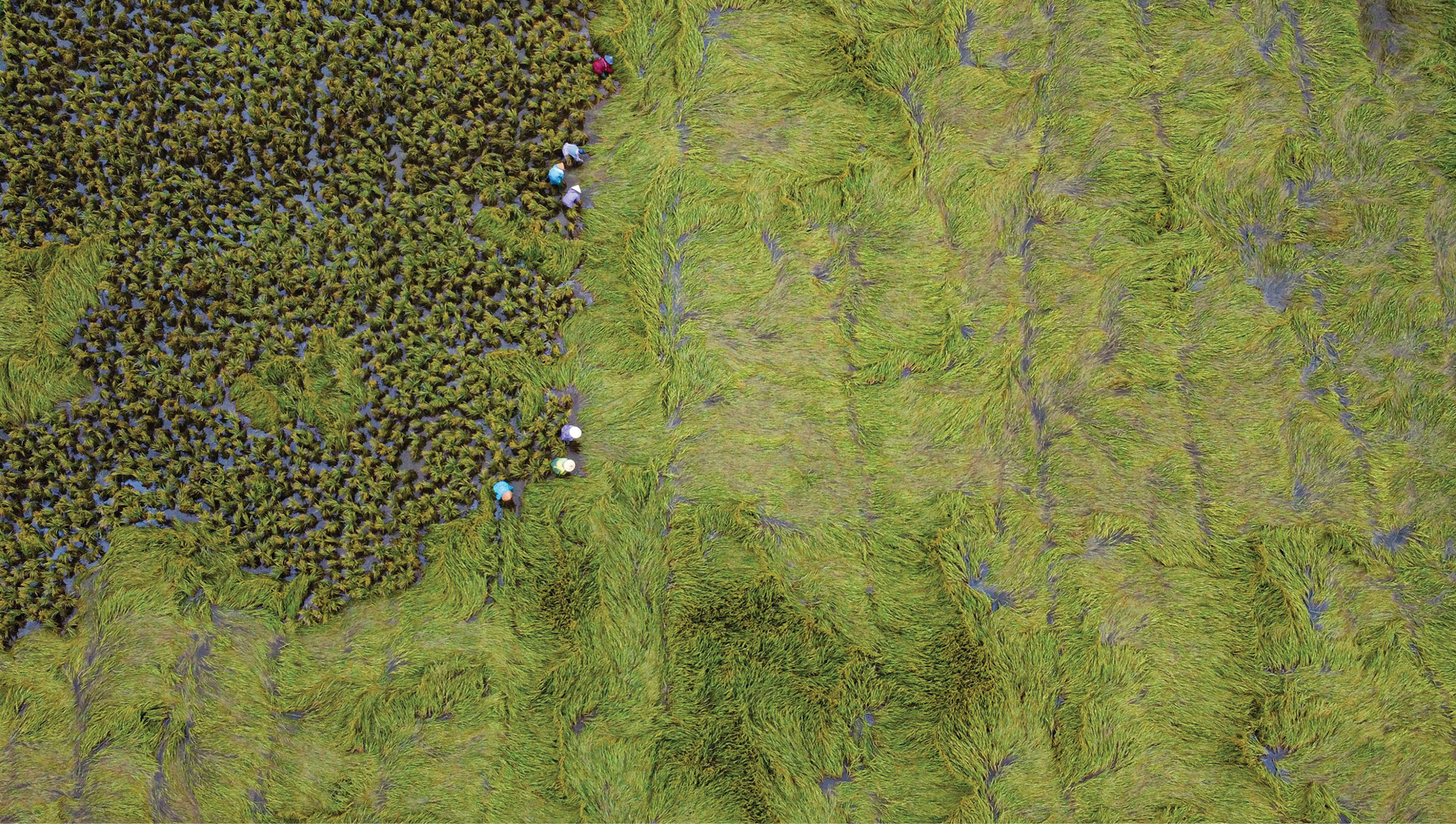 Nông dân miền Trung dầm mình cứu lúa sau mưa bão ảnh 4