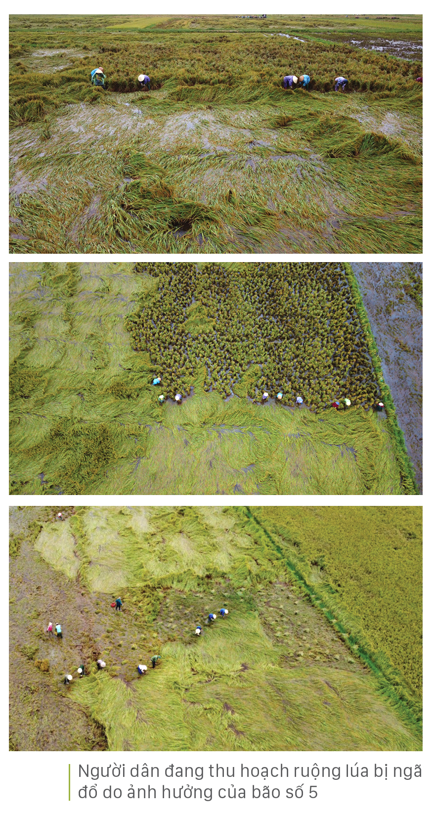 Nông dân miền Trung dầm mình cứu lúa sau mưa bão ảnh 5