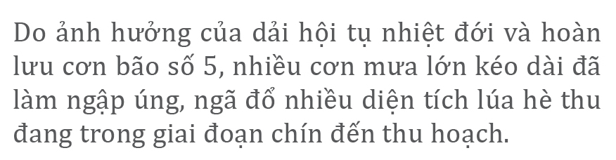 Nông dân miền Trung dầm mình cứu lúa sau mưa bão ảnh 6