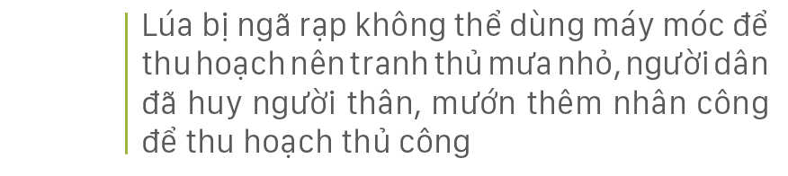 Nông dân miền Trung dầm mình cứu lúa sau mưa bão ảnh 8
