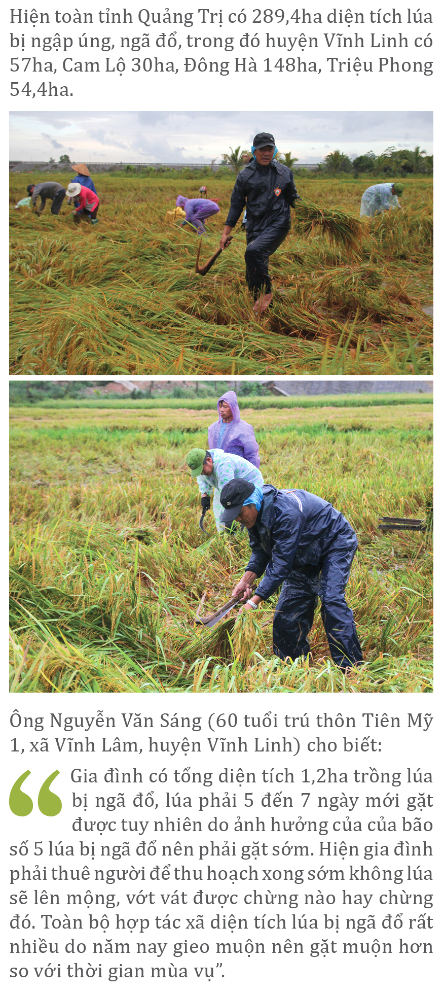 Nông dân miền Trung dầm mình cứu lúa sau mưa bão ảnh 9