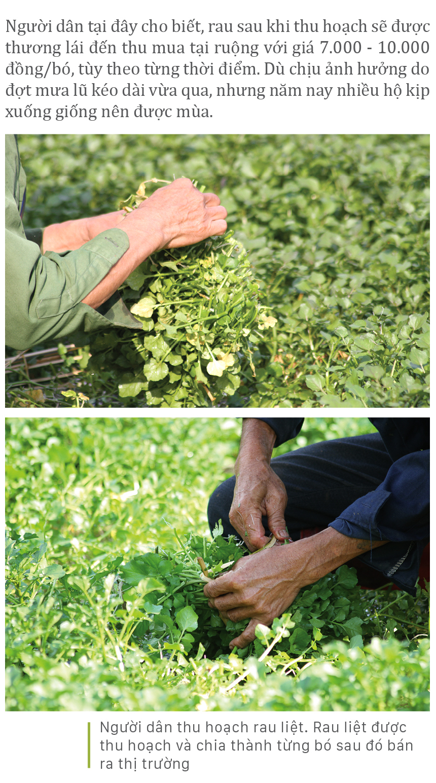 Mùa thu hoạch rau liệt bên giếng cổ ngàn năm ảnh 10