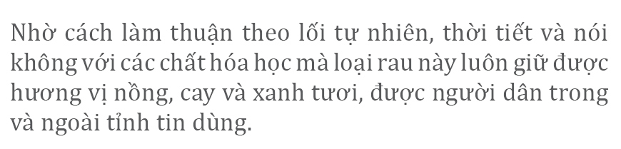 Mùa thu hoạch rau liệt bên giếng cổ ngàn năm ảnh 11