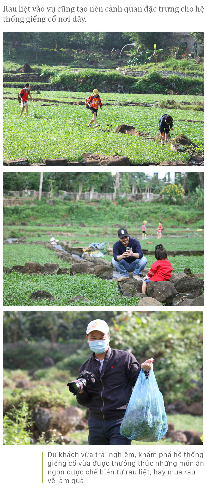 Mùa thu hoạch rau liệt bên giếng cổ ngàn năm ảnh 13