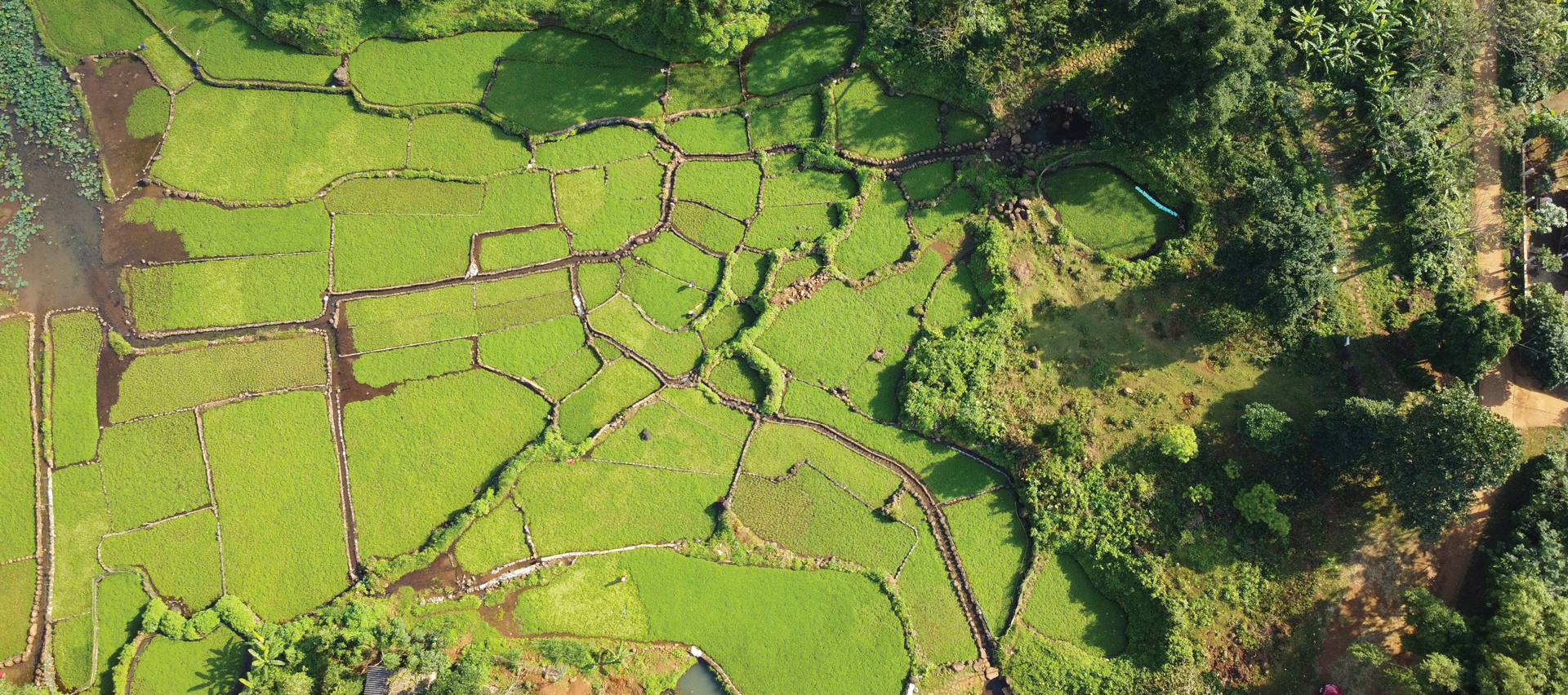 Mùa thu hoạch rau liệt bên giếng cổ ngàn năm ảnh 3