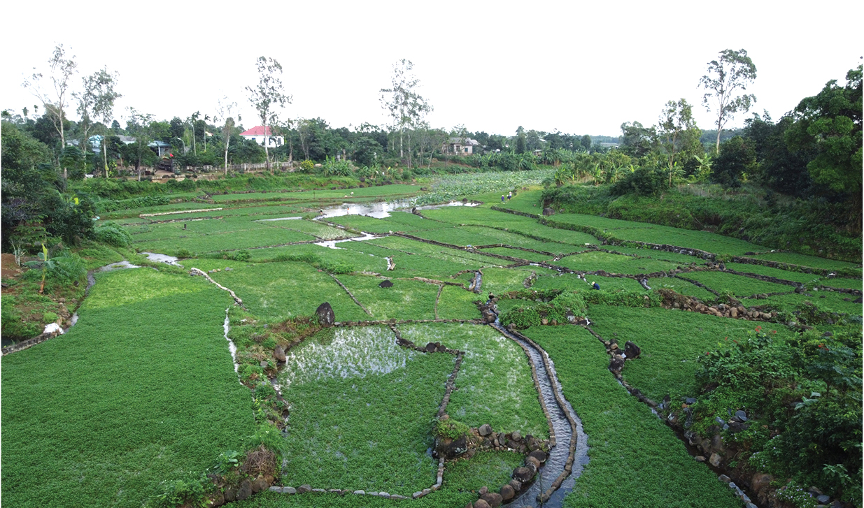 Mùa thu hoạch rau liệt bên giếng cổ ngàn năm ảnh 5