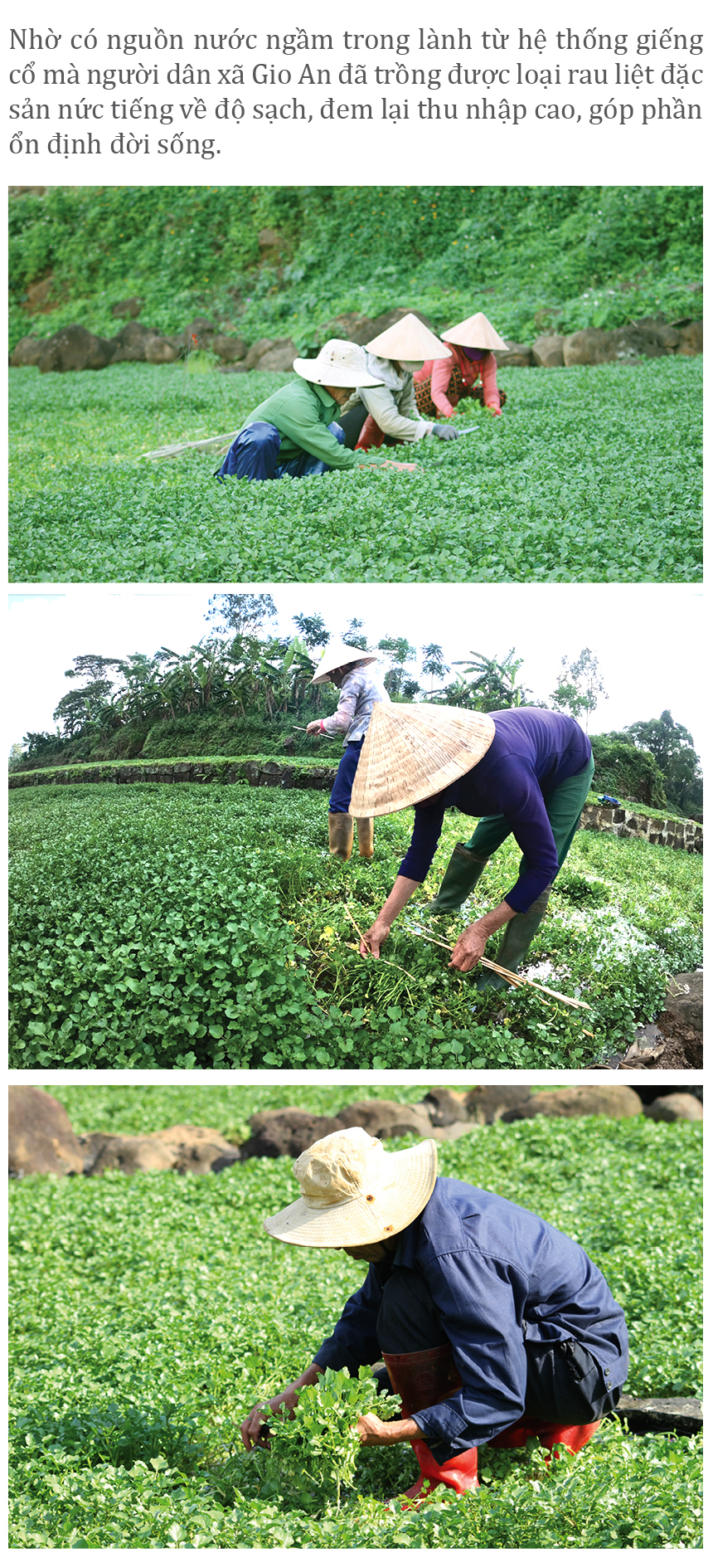 Mùa thu hoạch rau liệt bên giếng cổ ngàn năm ảnh 7