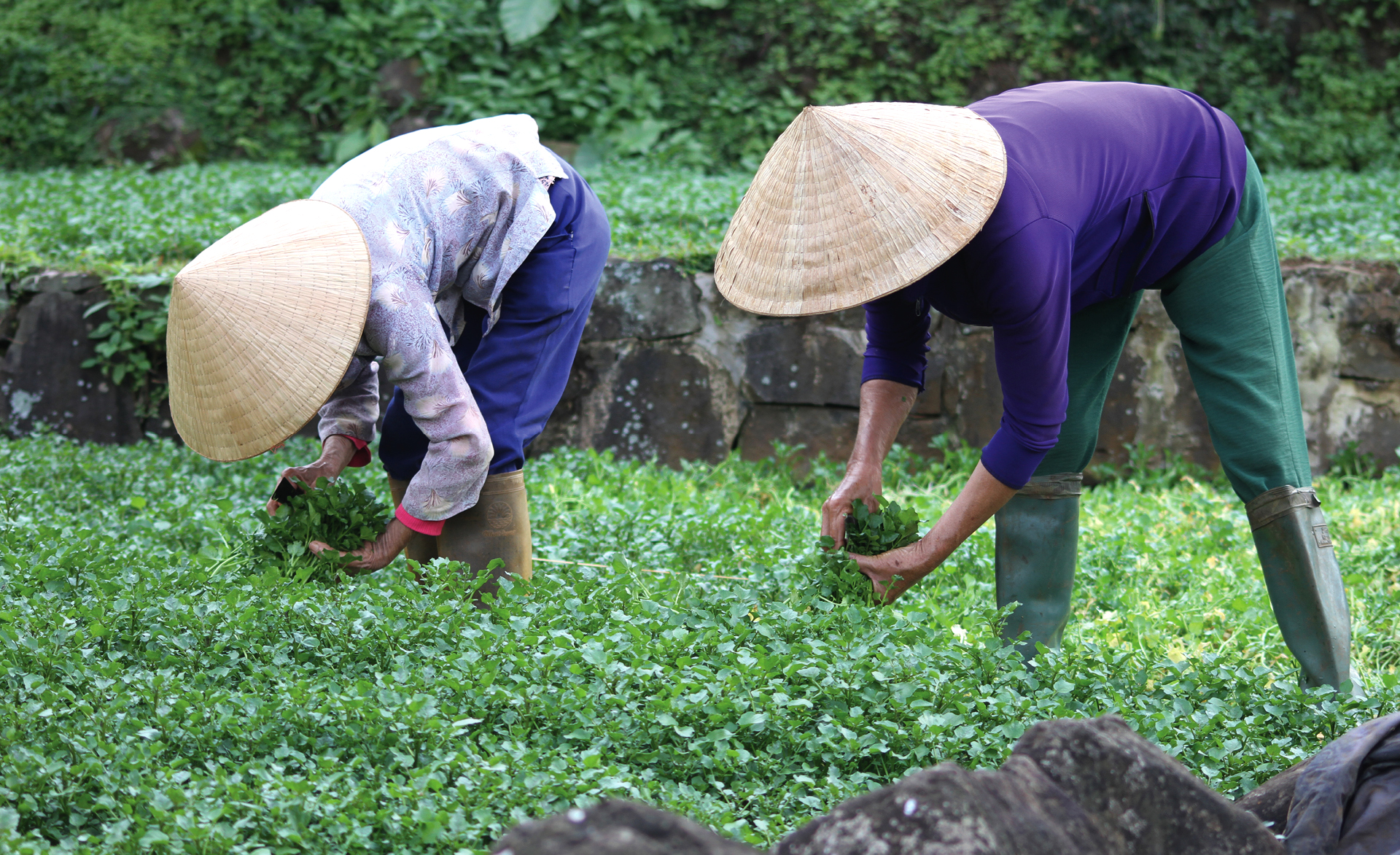Mùa thu hoạch rau liệt bên giếng cổ ngàn năm ảnh 9
