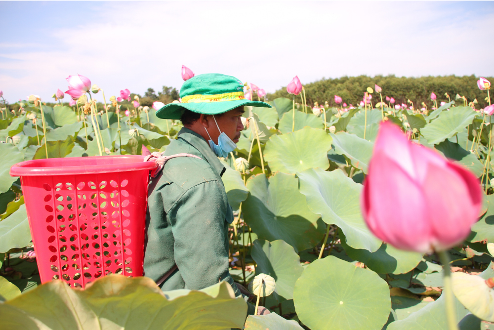 Nông dân dầm mình dưới bùn thu hoạch sen ảnh 11