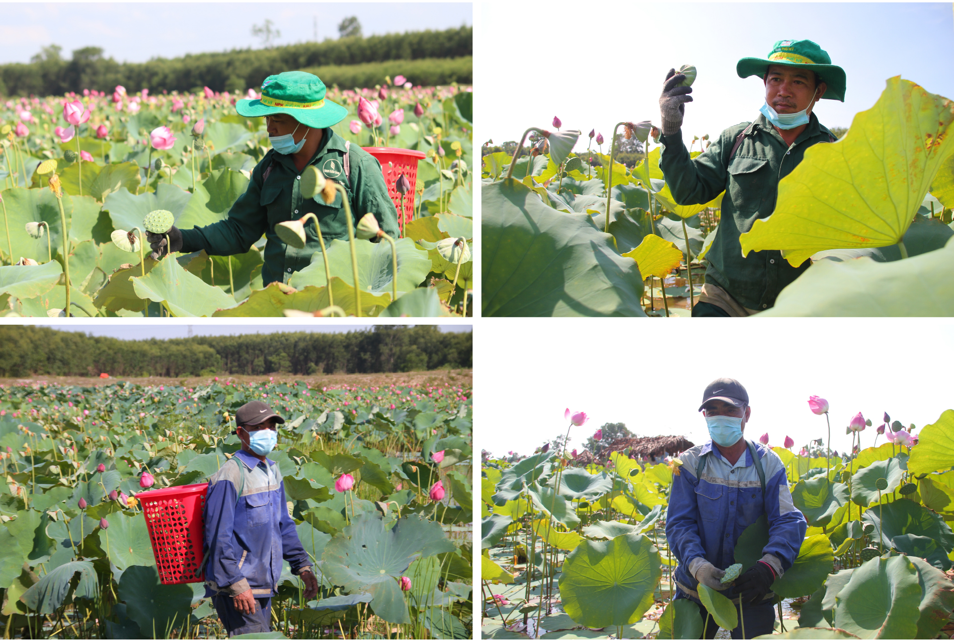 Nông dân dầm mình dưới bùn thu hoạch sen ảnh 10