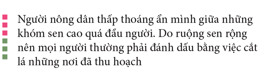 Nông dân dầm mình dưới bùn thu hoạch sen ảnh 12