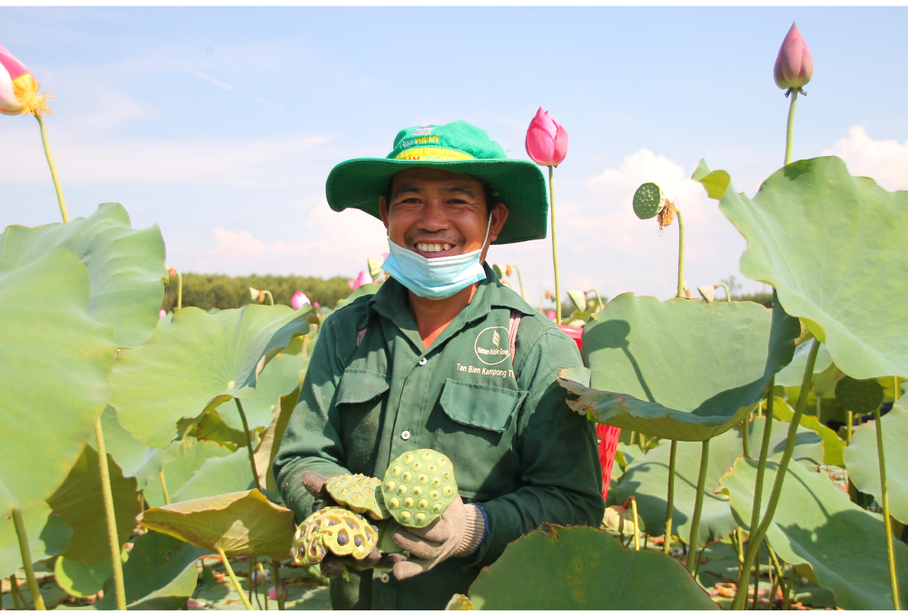 Nông dân dầm mình dưới bùn thu hoạch sen ảnh 13