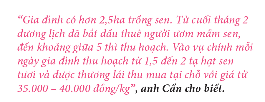 Nông dân dầm mình dưới bùn thu hoạch sen ảnh 14