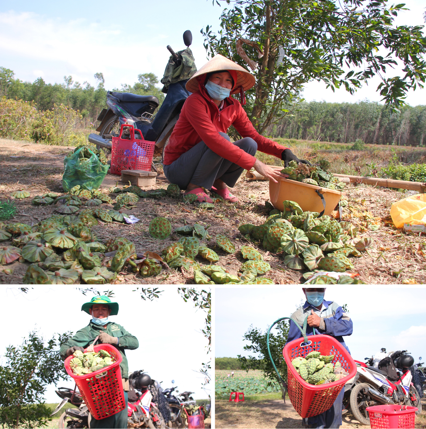 Nông dân dầm mình dưới bùn thu hoạch sen ảnh 15