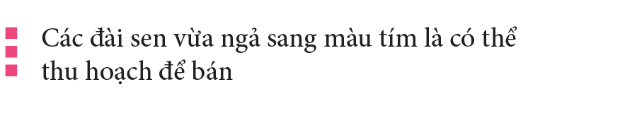 Nông dân dầm mình dưới bùn thu hoạch sen ảnh 16