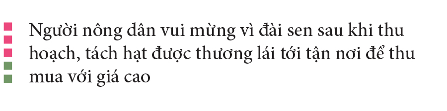 Nông dân dầm mình dưới bùn thu hoạch sen ảnh 18