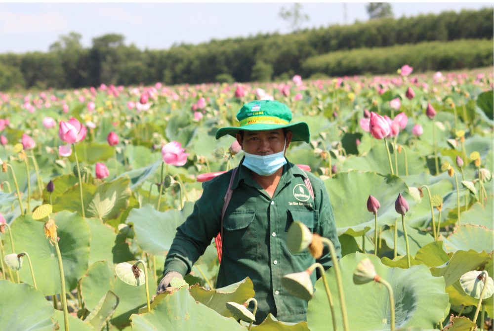 Nông dân dầm mình dưới bùn thu hoạch sen ảnh 19