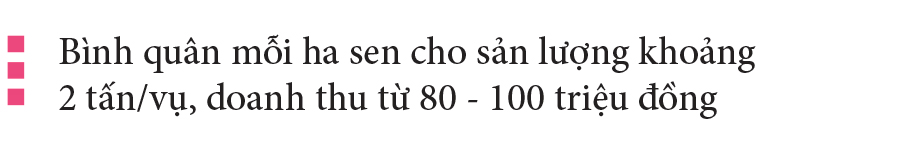 Nông dân dầm mình dưới bùn thu hoạch sen ảnh 20