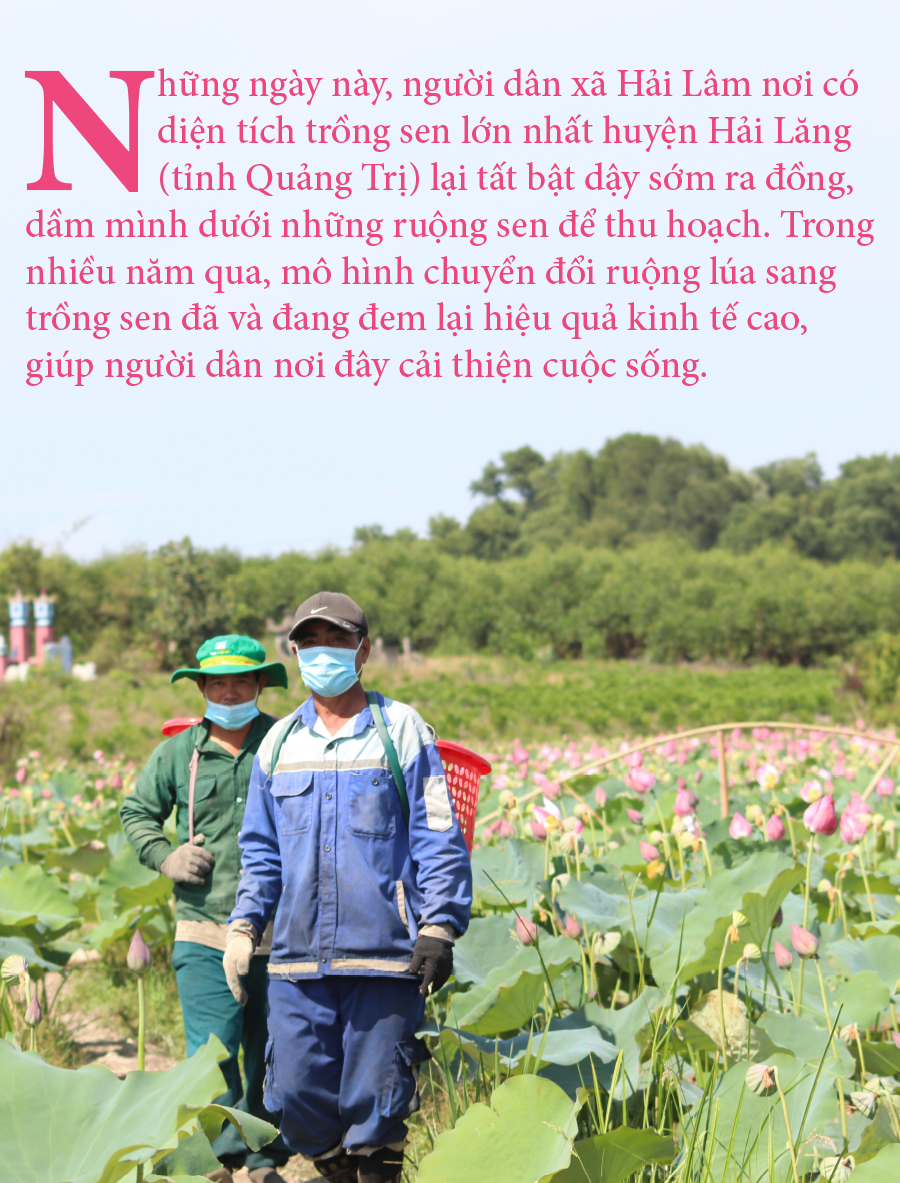 Nông dân dầm mình dưới bùn thu hoạch sen ảnh 1