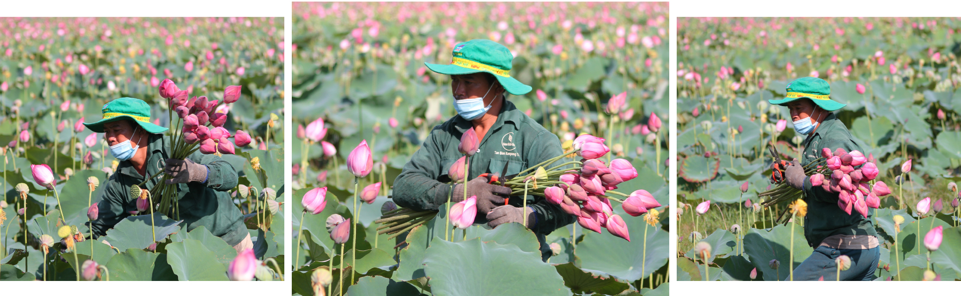 Nông dân dầm mình dưới bùn thu hoạch sen ảnh 21