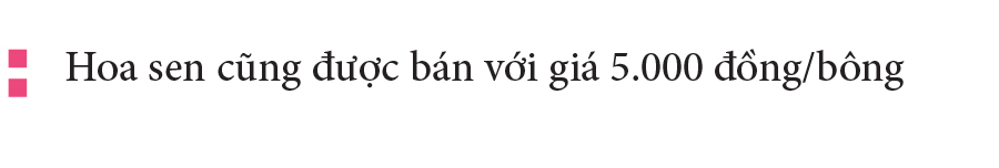 Nông dân dầm mình dưới bùn thu hoạch sen ảnh 22
