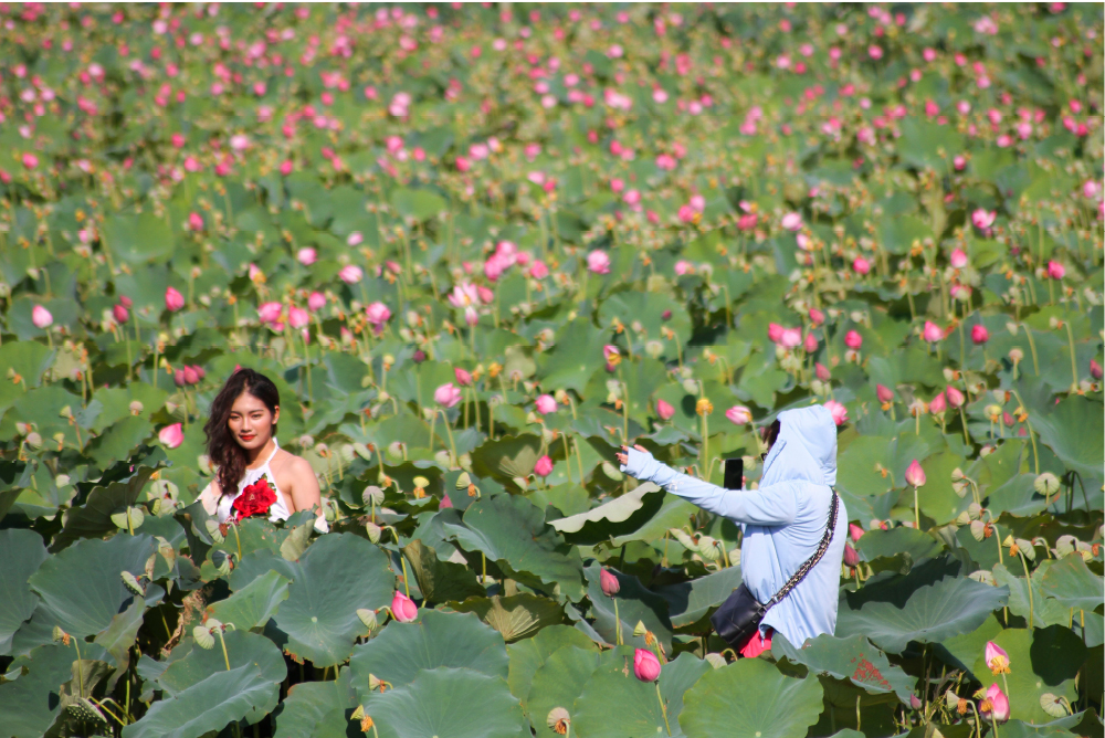 Nông dân dầm mình dưới bùn thu hoạch sen ảnh 23