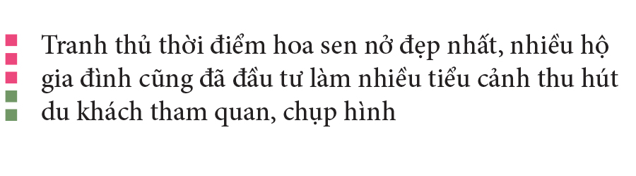 Nông dân dầm mình dưới bùn thu hoạch sen ảnh 24