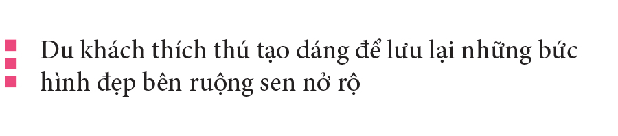 Nông dân dầm mình dưới bùn thu hoạch sen ảnh 26
