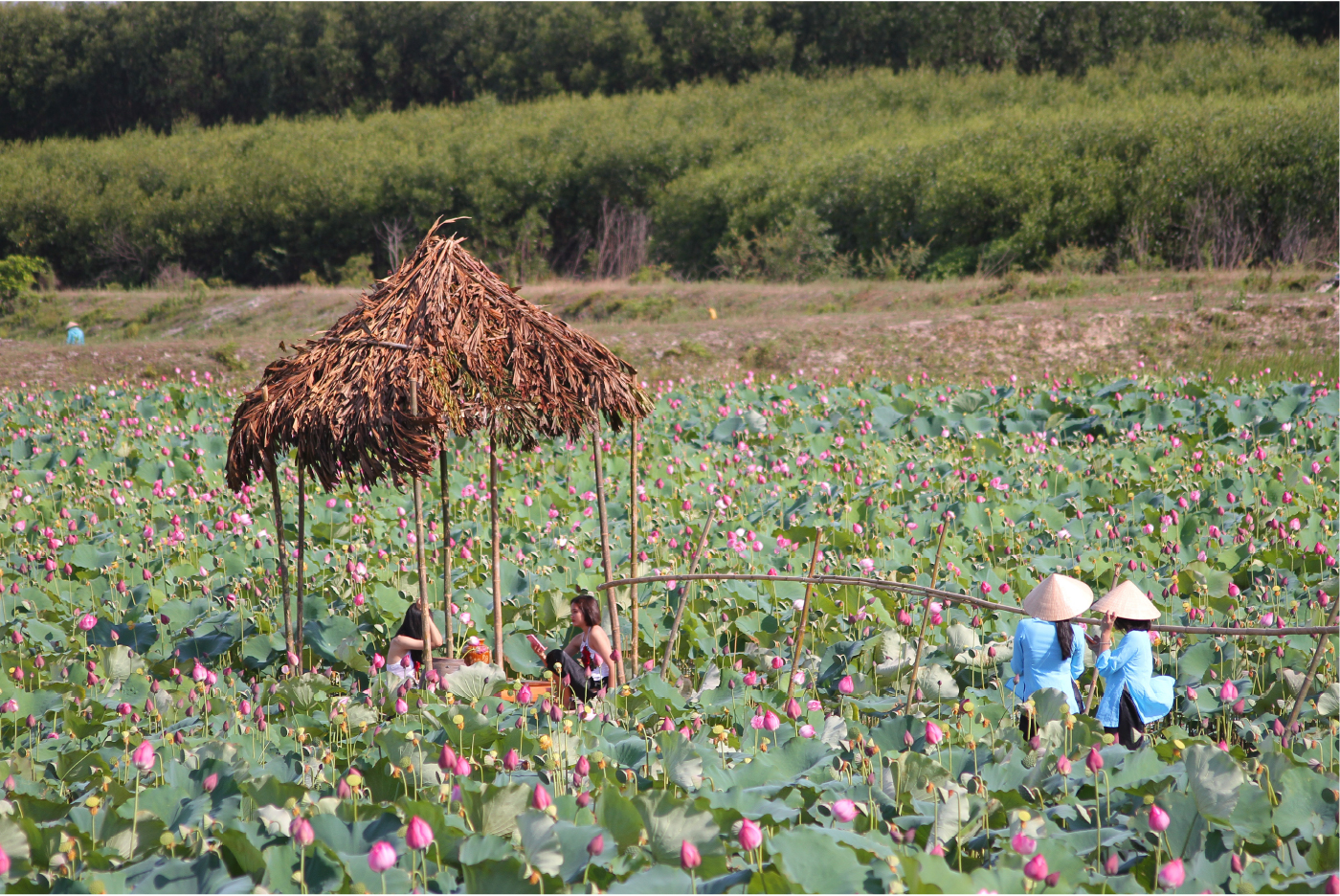 Nông dân dầm mình dưới bùn thu hoạch sen ảnh 27