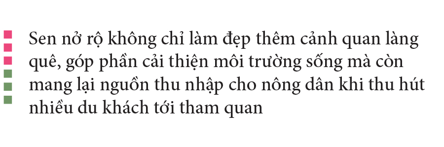 Nông dân dầm mình dưới bùn thu hoạch sen ảnh 28