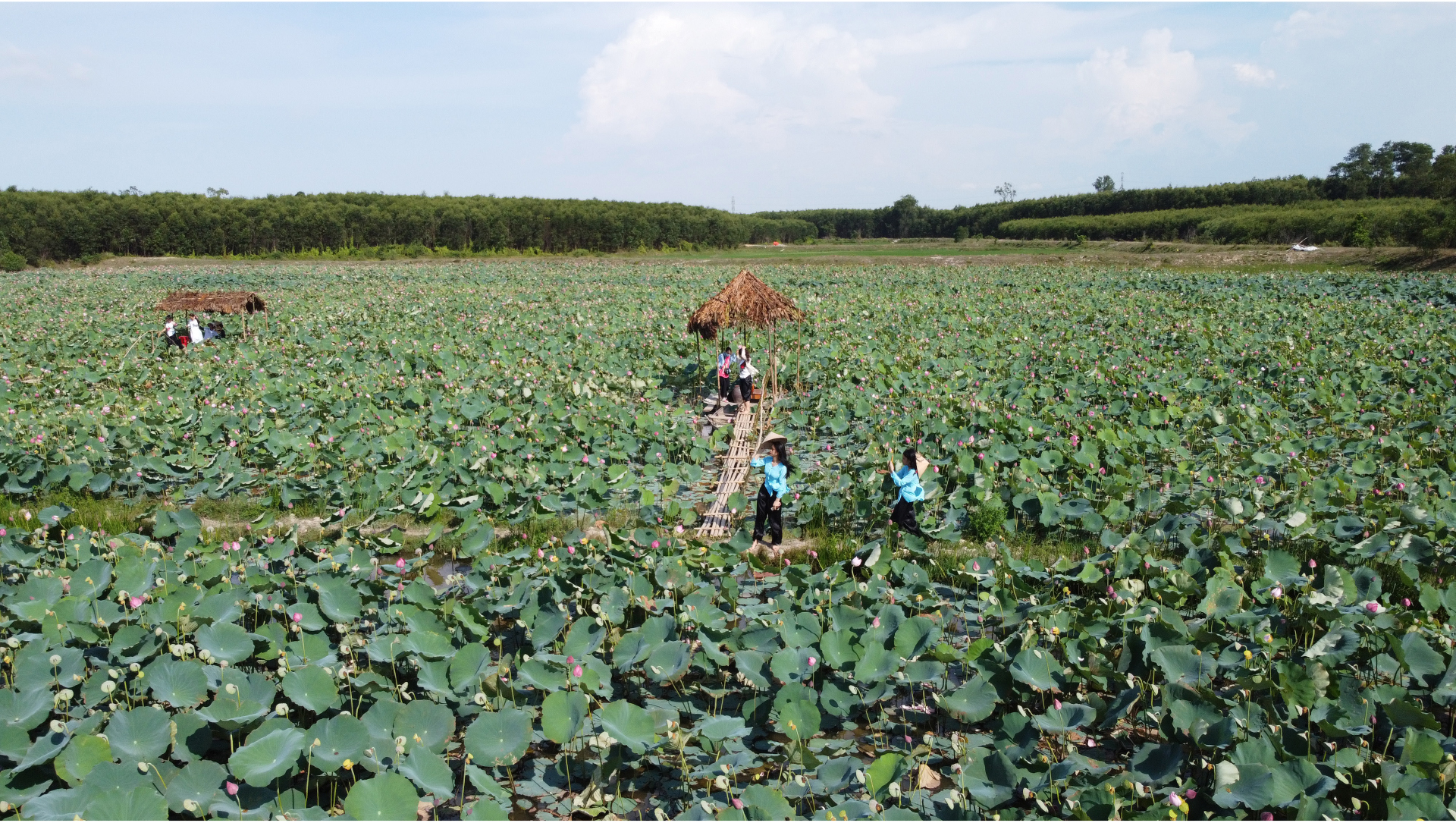 Nông dân dầm mình dưới bùn thu hoạch sen ảnh 29