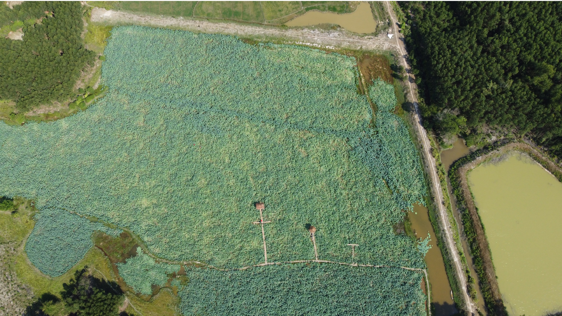 Nông dân dầm mình dưới bùn thu hoạch sen ảnh 2