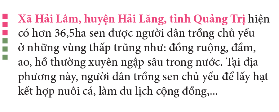Nông dân dầm mình dưới bùn thu hoạch sen ảnh 3